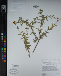 Polygala cornuta var. fishiae image