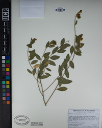 Polygala cornuta image