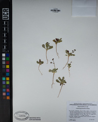 Centrostegia thurberi image