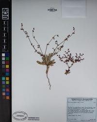 Centrostegia thurberi image