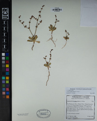 Centrostegia thurberi image