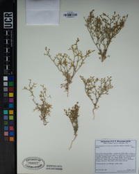 Chorizanthe brevicornu var. spathulata image