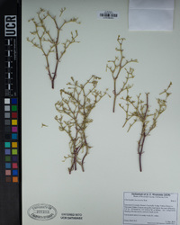 Chorizanthe brevicornu image