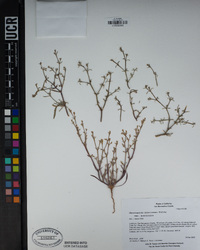 Chorizanthe brevicornu image