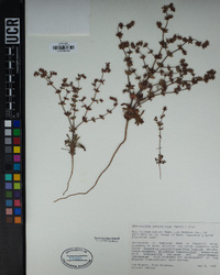 Chorizanthe californica image