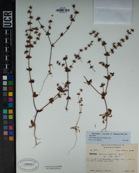 Chorizanthe californica image