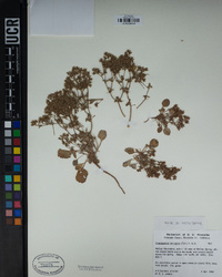 Chorizanthe corrugata image