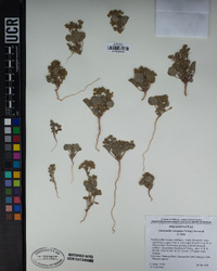 Chorizanthe corrugata image