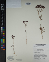 Chorizanthe douglasii image