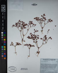 Chorizanthe fimbriata image