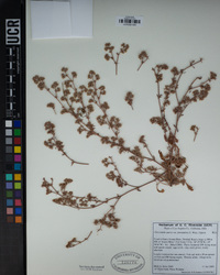 Chorizanthe parryi image