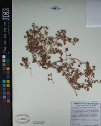 Chorizanthe parryi var. fernandina image