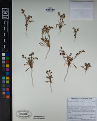 Chorizanthe parryi image