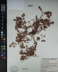 Chorizanthe parryi var. parryi image