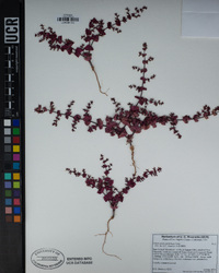 Mucronea perfoliata image