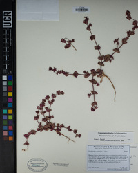 Mucronea perfoliata image
