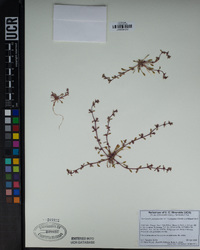 Chorizanthe polygonoides var. longispina image