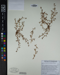 Chorizanthe polygonoides var. longispina image