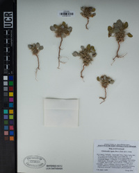 Chorizanthe rigida image