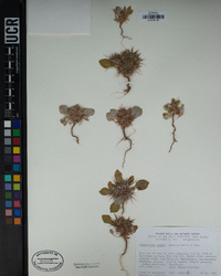 Chorizanthe rigida image