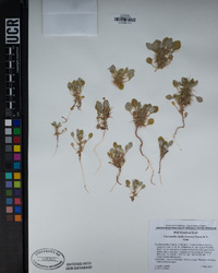 Chorizanthe rigida image