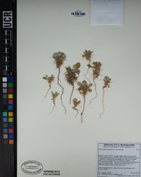 Chorizanthe rigida image