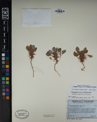 Chorizanthe rigida image