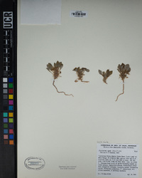 Chorizanthe rigida image