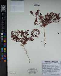 Chorizanthe staticoides image