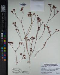 Chorizanthe staticoides image