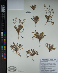 Chorizanthe staticoides image