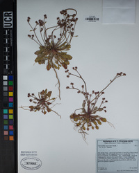 Chorizanthe staticoides image