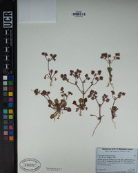 Chorizanthe staticoides image