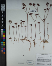 Chorizanthe staticoides image