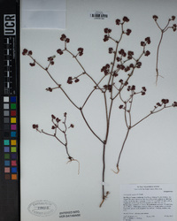 Chorizanthe staticoides image