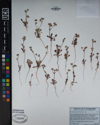 Chorizanthe xanti var. xanti image