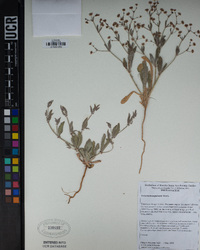 Eriogonum angulosum image