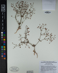 Eriogonum angulosum image