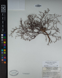 Eriogonum baileyi image