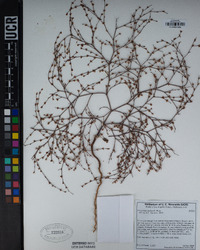 Eriogonum baileyi image