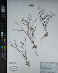 Eriogonum baileyi var. baileyi image