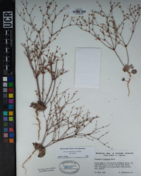 Eriogonum baileyi var. baileyi image