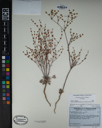 Eriogonum baileyi var. baileyi image