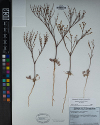 Eriogonum baileyi var. baileyi image