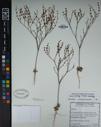 Eriogonum baileyi image