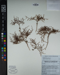 Eriogonum brachyanthum image