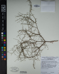 Eriogonum brachypodum image