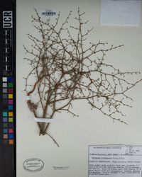 Eriogonum brachypodum image