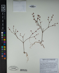 Eriogonum davidsonii image