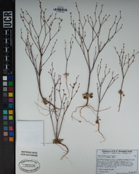 Eriogonum davidsonii image